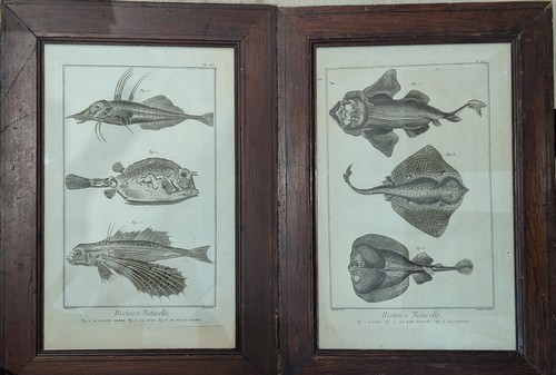 [HISTOIRE NATURELLE] - MARTINET gravé par...